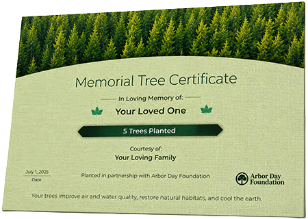 Plant Trees in Memory of Cassandra Lynn Minor